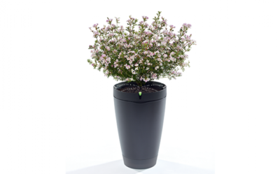 Parrot flower pot - black